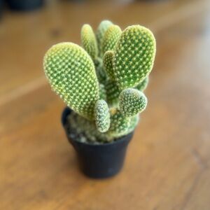 Bunny Ears Live Cactus!! Perfect Gift! Real beauty. Two plants in one.